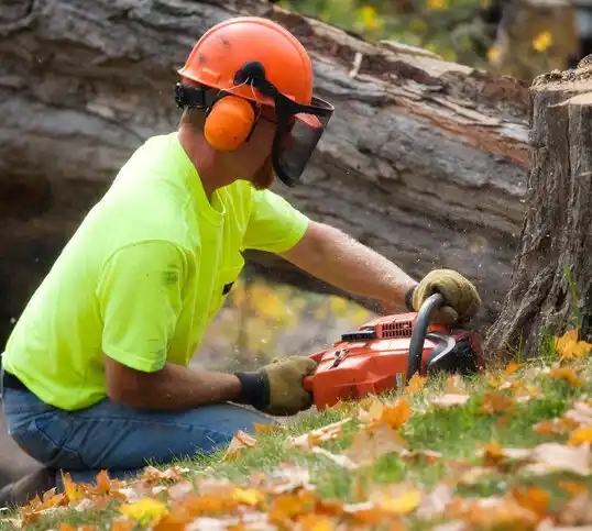 tree services Blue Ridge Manor